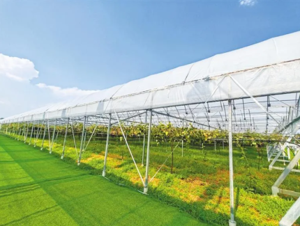 沃野“智”变 良种生长——在杨凌，技术创新在农业实践中孕育新机